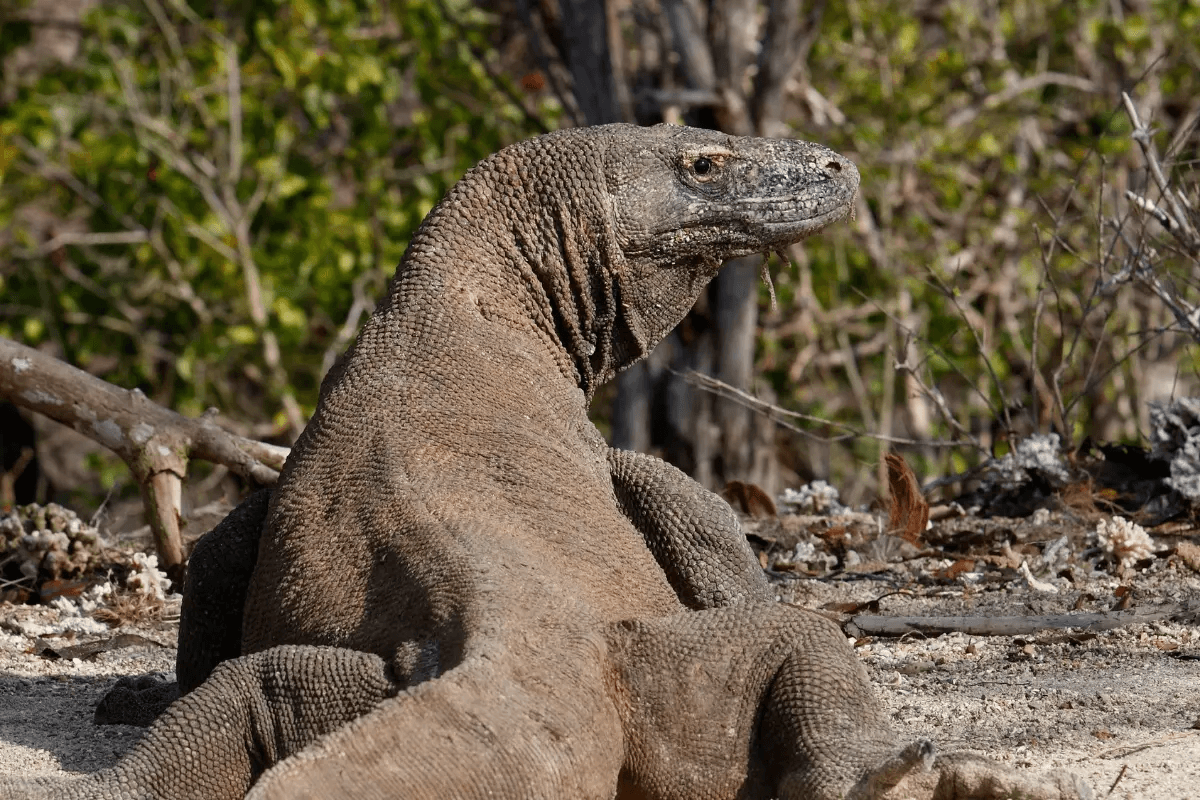 A Komodo dragon.