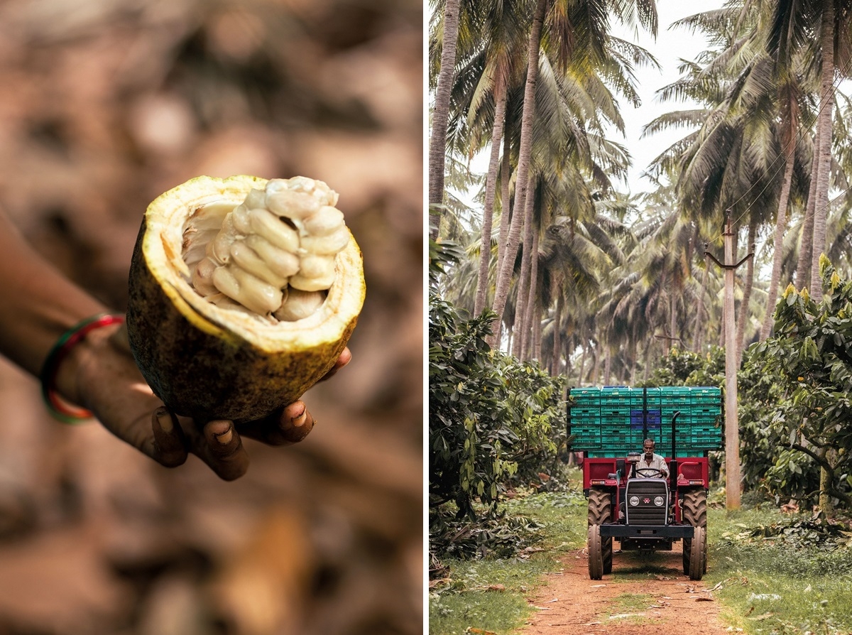 On the Chocolate Trail in South India