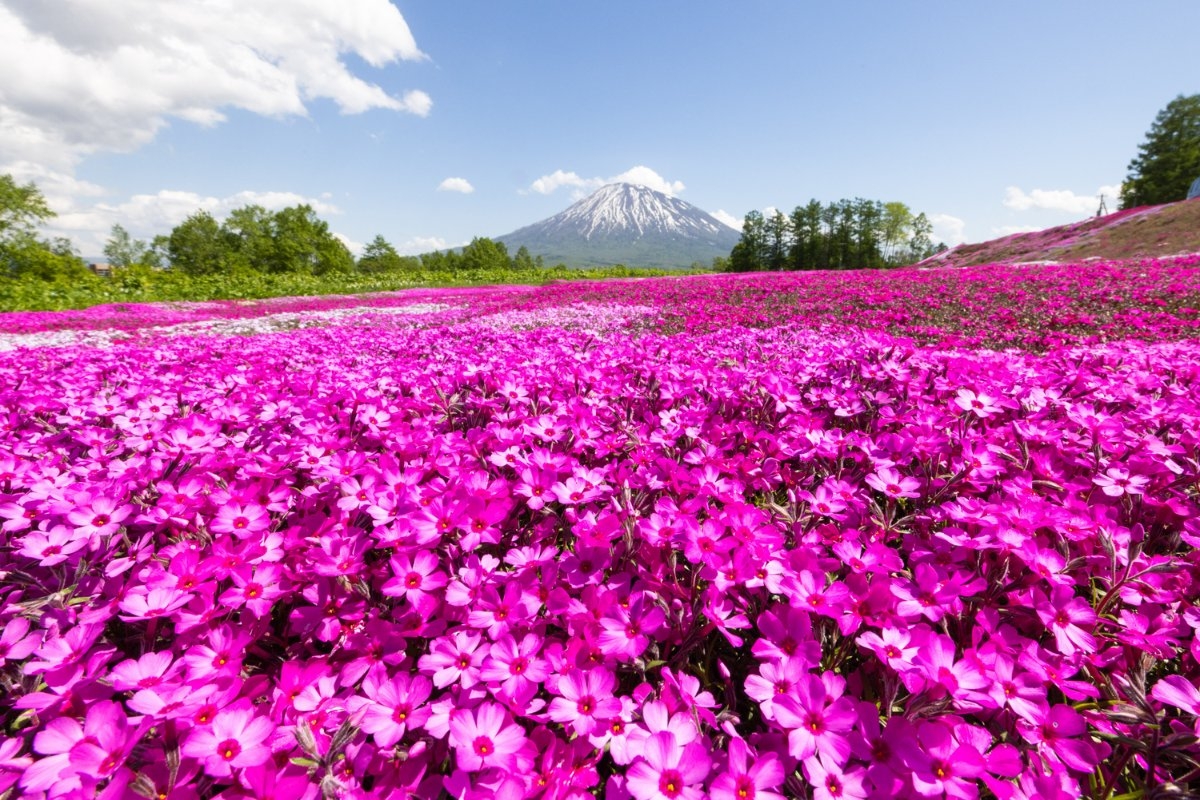 5 Reasons why you Should Visit Niseko in Summer Featured Image