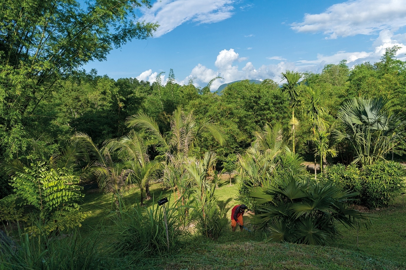 Pha Tad Ke Botanical Garden’s collection of 1,500 plant species includes striking plots of native palm and bamboo trees.