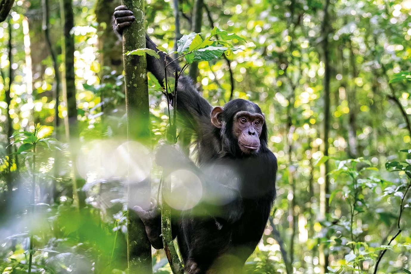 A young male chimp in the forests of Kibale.