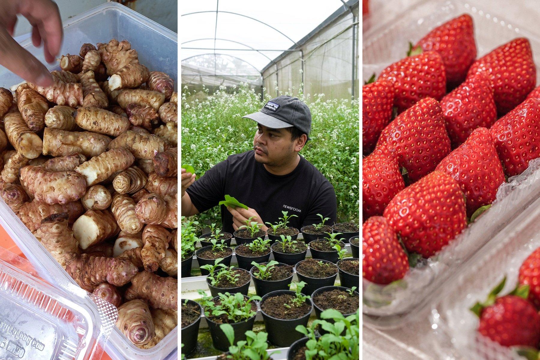 Newly harvested sunchokes at Novio Fresh Bandung, Esa’s chef-owner Aditya Muskita, strawberries from Hyoshii Farm.